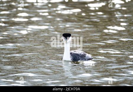 Ein Westgriech, Aechmophorus occidentalis mit roten Augen, schwimmt auf einem Fluss in Utah, USA. Vogel in freier Wildbahn. Stockfoto