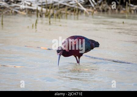 Farbenfrohe und glänzende Ibis mit weißem Gesicht, Plegadis Chihi, auf der Nahrungssuche in den flachen Feuchtgebieten des Bear River Migrating Bird Sanctuary. Vogel in freier Wildbahn Stockfoto