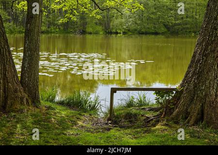 Eine alte handgemachte Holzbank unter einem Baum am Ufer eines malerischen Sees Stockfoto