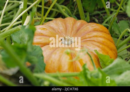 Ein großer orange reifer Kürbis liegt auf einem abgeschnittenen Bett Stockfoto