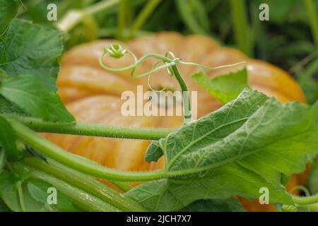 Großer orangefarbener Kürbis in Unschärfe, im Vordergrund grüne Melonen, Blätter Stockfoto
