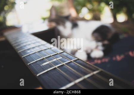 Katze und Vintage Gitarre im Freien Stockfoto