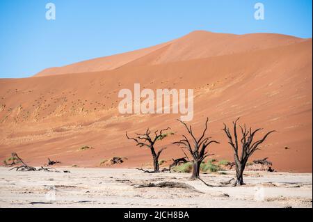 Tote Kameldornbäume umgeben von hohen Sanddünen in Deadvlei, Namib-Naukluft National Park, Namibia, Afrika. Stockfoto