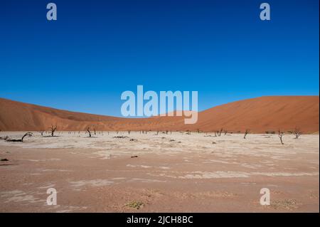 Tote Kameldornbäume umgeben von hohen Sanddünen in Deadvlei, Namib-Naukluft National Park, Namibia, Afrika. Stockfoto
