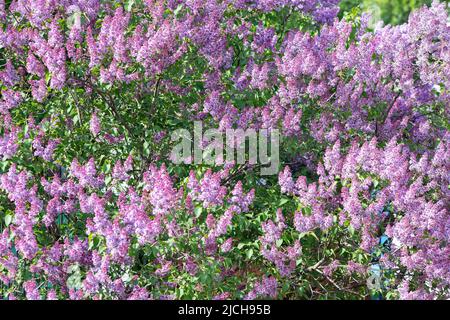 Fliederzweige und Blumen füllen den gesamten Rahmen Stockfoto