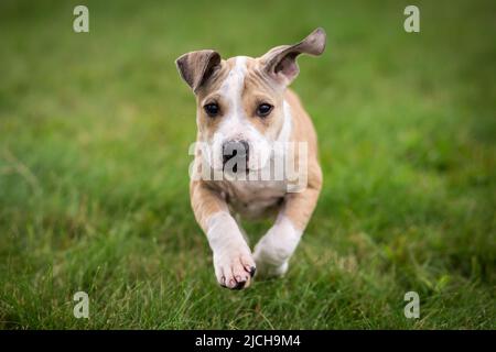 American Pit Bull Terrier Welpen Stockfoto