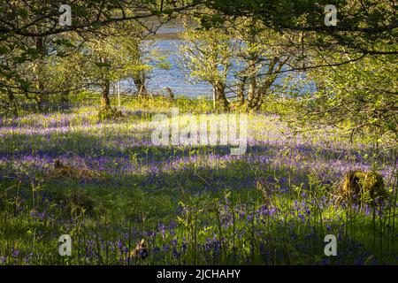 Eine sonnige, sommerliche HDR-Aufnahme einer Bluebell, Hyacinthoides non-scripta, Holz am Ufer des River Glass in Strathglass, Schottland. 02. Juni 2022 Stockfoto