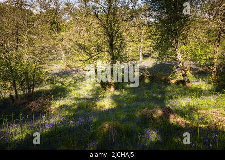 Eine sonnige, sommerliche HDR-Aufnahme einer Bluebell, Hyacinthoides non-scripta, Holz am Ufer des River Glass in Strathglass, Schottland. 02. Juni 2022 Stockfoto