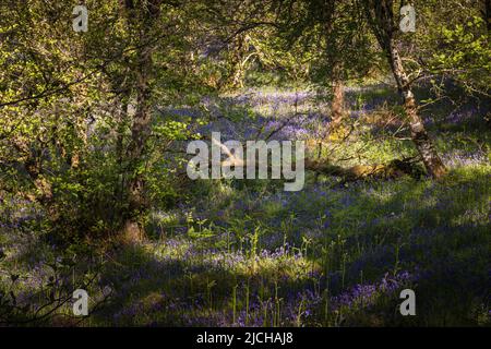 Eine sonnige, sommerliche HDR-Aufnahme einer Bluebell, Hyacinthoides non-scripta, Holz am Ufer des River Glass in Strathglass, Schottland. 02. Juni 2022 Stockfoto