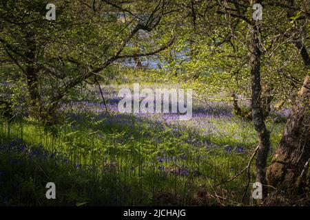 Eine sonnige, sommerliche HDR-Aufnahme einer Bluebell, Hyacinthoides non-scripta, Holz am Ufer des River Glass in Strathglass, Schottland. 02. Juni 2022 Stockfoto