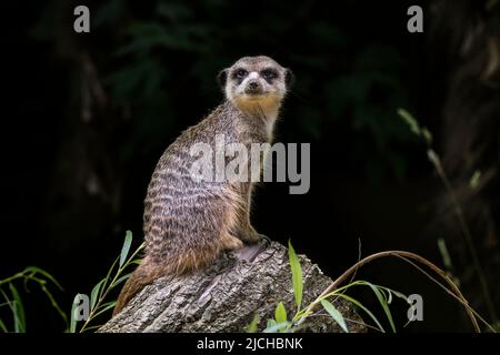 Erdmännchen / surikat (Suricata suricatta) auf einem Baumstumpf sitzend, beheimatet in den Wüsten des südlichen Afrikas Stockfoto