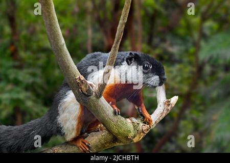 Prevost-Eichhörnchen / Asiatisches dreifarbiger Eichhörnchen (Callosciurus prevostii) im tropischen Regenwald, der auf der thailändisch-malaiischen Halbinsel, Sumatra, Borneo, beheimatet ist Stockfoto