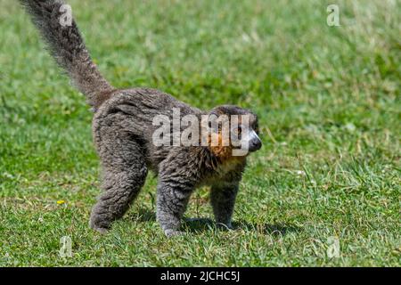 Mungo-Lemur (Eulemur mongoz / Lemur albimanus), Primat aus Madagaskar, eingeführt auf den Komoren, Afrika Stockfoto