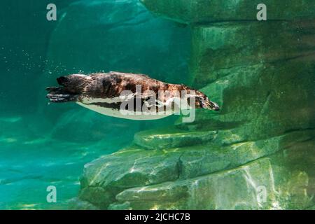 Gefangener Humboldt-Pinguin / peruanischer Pinguin (Spheniscus humboldti) aus Südamerika, Schwimmen unter Wasser im Zoo / zoologischen Garten Stockfoto