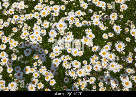 Viele Gänseblümchen auf einer grünen Wiese. Сamomile Feld. Stockfoto