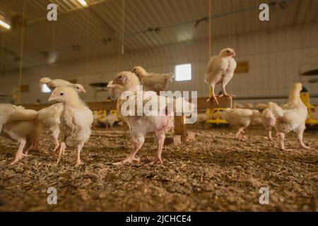 Junge Hühner in Geflügelstall, Bio-Bauernhof, Wales, Großbritannien Stockfoto