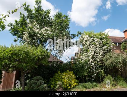 Kräftige Wanderrose mit weißen Blütenköpfen. Die grassierende Rosenpflanze klettert in einem Vorstadtgarten in London hohe Bäume hinauf, darunter eine große Eiche Stockfoto