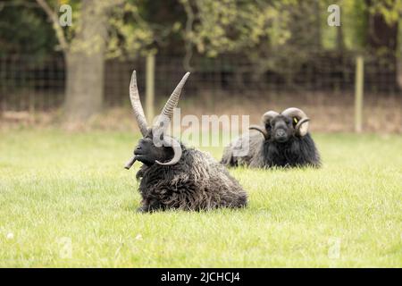 Hausschaf Jacob (Ovis widder) mit spektakulären Hörnern Stockfoto