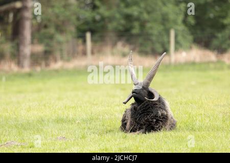 Hausschaf Jacob (Ovis widder) mit spektakulären Hörnern Stockfoto