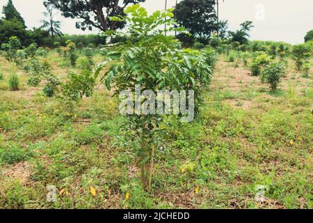 Junger Eukalyptusbaum auf dem Bauernhof. Industrielle Eukalyptusplantage. Stockfoto