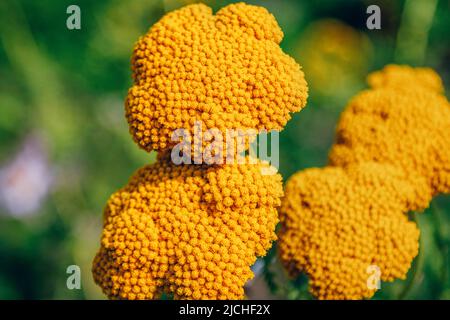 Nahaufnahme leuchtend gelbe Blüten von Achillea Alpina, die auf der Wiese wachsen. Sommer Natur. Stockfoto