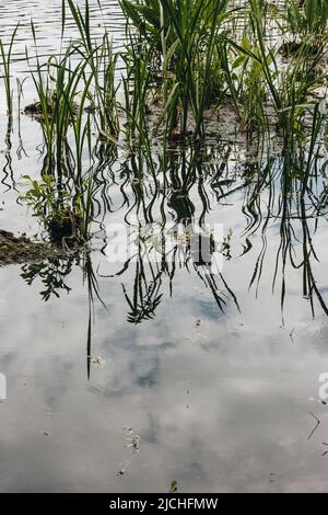 Wildwald Fluss Strom im Sommer Wald mit alten Baumstämmen und grünem Gras bedeckt Stockfoto