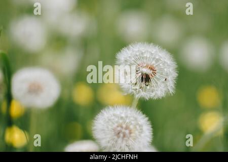 Ein paar hübsche Dandelion-Flusen in der grünen Halle an einem warmen Sommertag. Blühender Elendelion Stockfoto