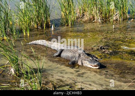 American Alligator, Alligator mississippiensis, in Wasser und Schlamm in der Nähe von Schilf und Vögeln in Port Aranas, Texas an einem sonnigen Tag. Stockfoto