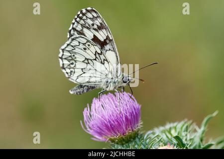 Ventrale Ansicht eines männlichen marmorierten weißen Schmetterlings (Melanargia galathea) auf einer violetten Wildblume Stockfoto