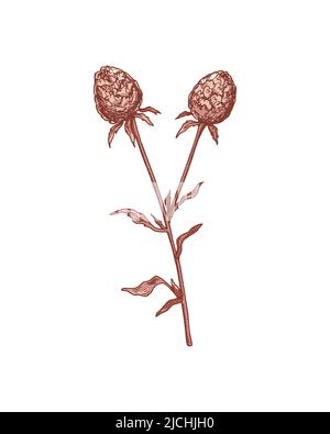 Handgezeichnete Klette isoliert auf Weiß. Vektorgrafik im Skizzenstil Stock Vektor