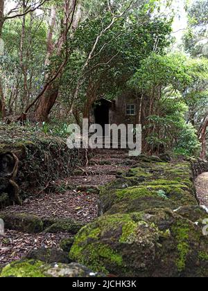 Ein altes Leiterhaus, überwuchert mit verschiedenen Arten von Vegetation am Rande des Waldes in der Nähe der Straße Stockfoto