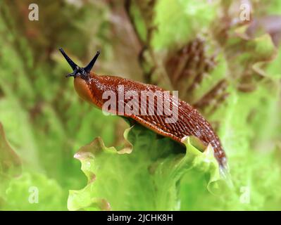 spanische Schnecke, Arion vulgaris, im Garten auf einem Salatblatt, Schneckenplage im Gemüseanbau Stockfoto