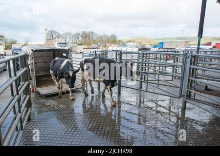 Entladung von Kälbern aus LKW, Carmarthen Livestock Mart, Wales, Großbritannien Stockfoto