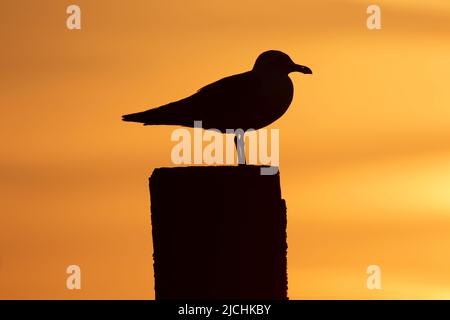 Möwen bei West Mersea in Essex, Großbritannien Stockfoto