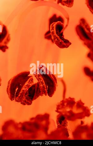 Blick in einen Rosenblütenkopf, sieht aus wie ein abstraktes Gemälde in roter Farbe Stockfoto