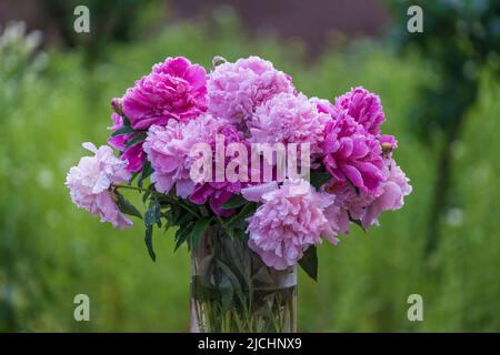Schöner Blumenstrauß rosa Pfingstrosen mit Regentropfen im Garten, Ukraine. Bunte Pfingstrosen in der Natur, Nahaufnahme Stockfoto