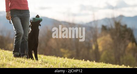 Schwarze labrador Retriever Hündin, die neben ihrem Besitzer sitzt und draußen auf einer wunderschönen Wiese einen Dummy im Mund hält. Stockfoto