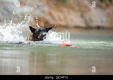 Der belgische schäferhund malinois schwimmt in einem See zu einem Spielzeug, das das Wasser umspritzt. Stockfoto