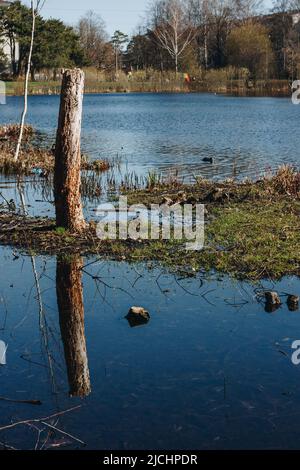 Überflutetes Seeufer an einem warmen Frühlingstag. Gebrochener Baumstamm im Wasser. Stockfoto