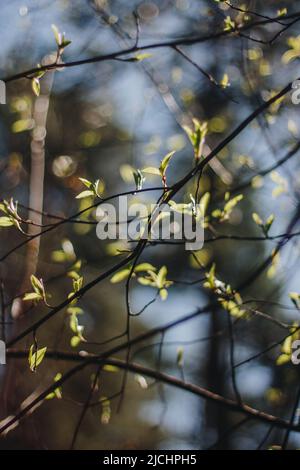 Junge frische grüne Birke Blätter im Frühjahr an einem sonnigen Tag blur Hintergrund Textur Stockfoto