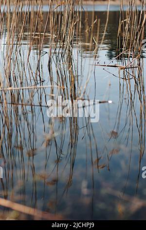 Trockener Grassee im Frühling. Der Ast ist ein goldener, sonniger Tag. Goldener Schilfküstensee im Naturpark, blauer Himmel. Abstrakter natürlicher Hintergrund. Wunderschön Stockfoto