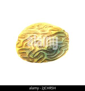 Ein Meeresschwamm aus Korallenriffen. Gelb, abstrakt, ein Objekt aus der Sammlung tropischer Fische. Die Aquarelldarstellung ist isoliert. Für Dekoratio Stockfoto