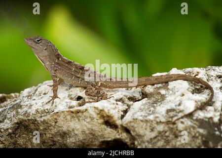 Brown Anole - Anolis sagrei auch kubanischer Braun oder De la Sagra anole, Eidechse in Dactyloidae, geboren auf Kuba und den Bahamas, weit verbreitet in Florida, Ha Stockfoto