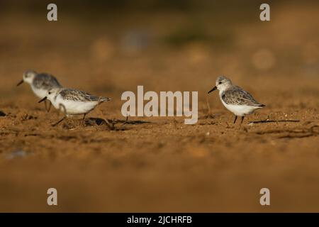 Sanderling - Calidris alba kleiner Watvögel, Wandern, Füttern, an der atlantischen sandigen Küste, zirkumpolarer arktischer Züchter, Weitwanderer, Winter Stockfoto