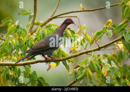 Kalbtaube - Patagioenas squamosa auch Rothalstaube, Vogelfamilie Columbidae, kommt in der gesamten Karibik vor, große schiefergraue Taube Stockfoto