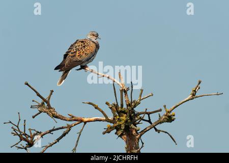 Europäische Schildkrötentaube - Streptopelia turtur auf dem Ast sitzend, schöne Farben, Mitglied der Vogelfamilie Columbidae, die Tauben und Tauben. Stockfoto