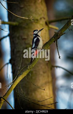 Buntspecht (Dentrocopus major), der auf dem Baumstamm im Wald sitzt, mittelgroßer Specht mit scharfem schwarz-weißem Gefieder und einem Stockfoto