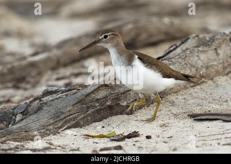 Fleckensandpiper - Actitis macularius kleiner Küstenvögel, Brutgebiet in der Nähe von Süßwasser aus Kanada und den Vereinigten Staaten, wandern nach Südamerika Stockfoto