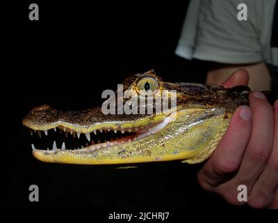 Brillencaiman - Caiman crocodilus auch weißer oder gewöhnlicher oder gesprenkelter Caiman in der Nacht, Krokodil bei Alligatoridae, bräunlicher, gelblich-grauer Witz Stockfoto