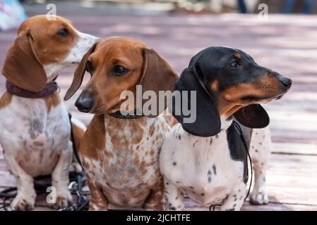 Drei niedliche gepunktete Zwergdachshunds auf einem Holzpodium. Hochwertige Fotos Stockfoto